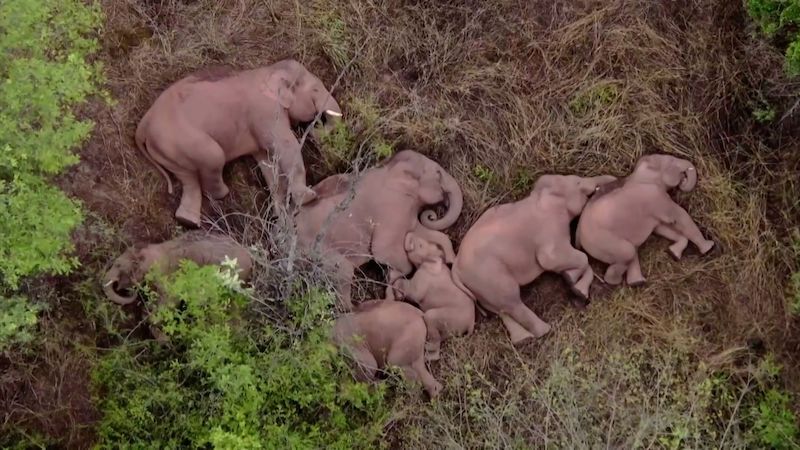 Znavené sloní stádo, které urazilo přes 500 kilometrů, ulehlo ke spánku